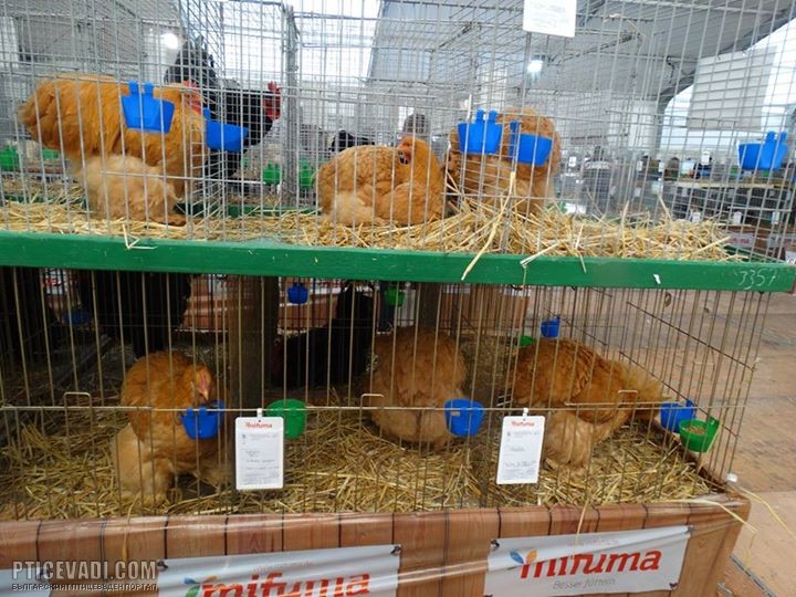 Снимка на гълъб