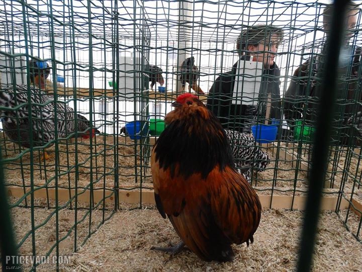 Снимка на гълъб