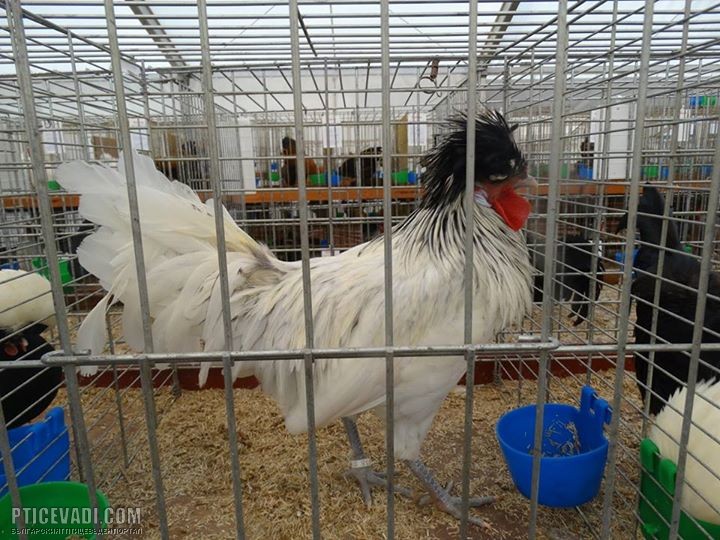 Снимка на гълъб