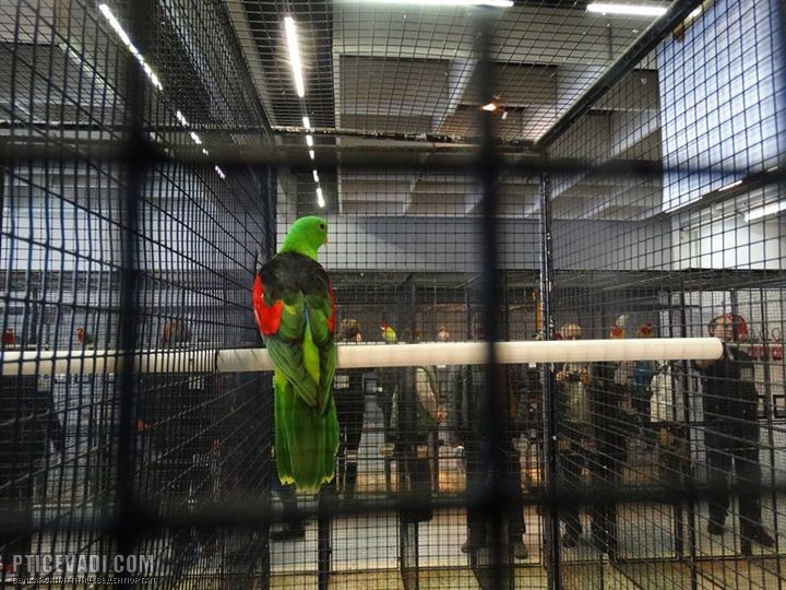 Снимка на гълъб