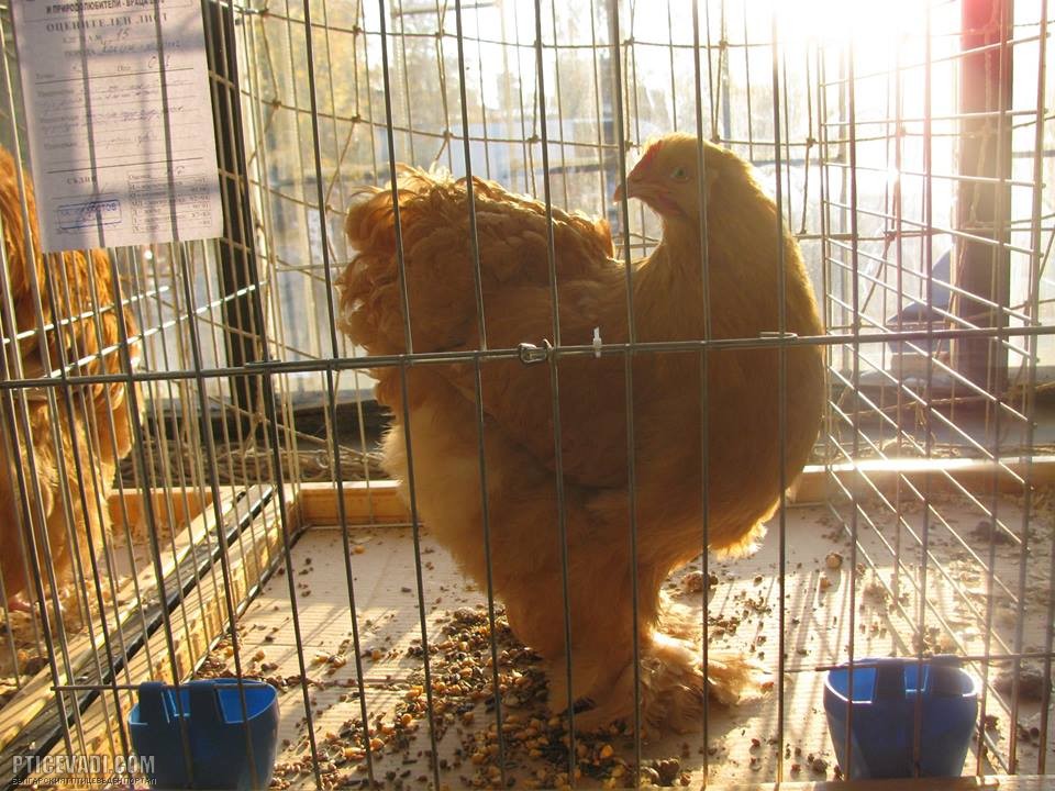 Снимка на гълъб
