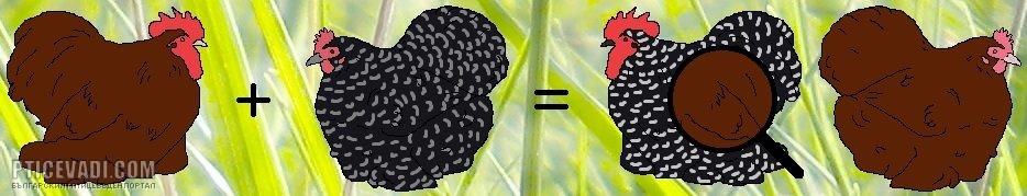 Снимка на гълъб