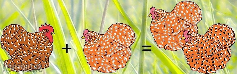 Снимка на гълъб