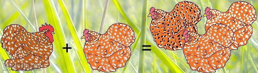 Снимка на гълъб