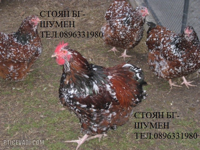 Снимка на гълъб