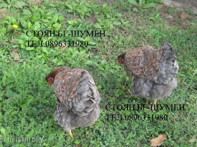 Снимка на гълъб
