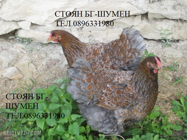 Снимка на гълъб