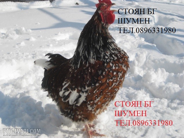 Снимка на гълъб