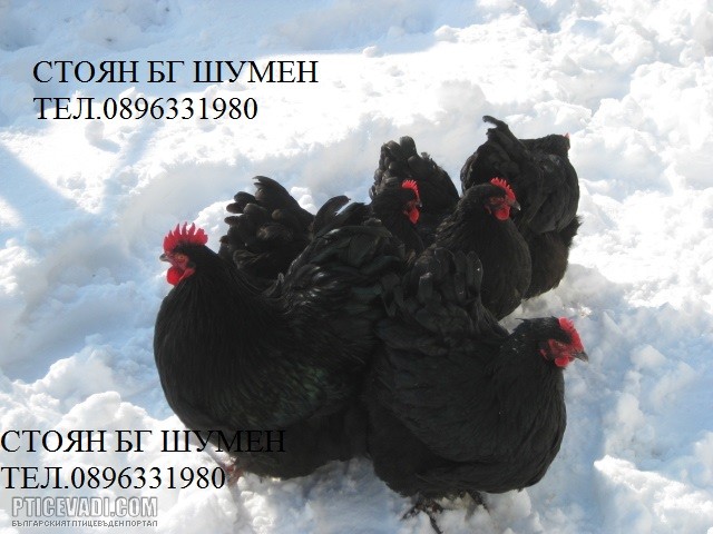 Снимка на гълъб
