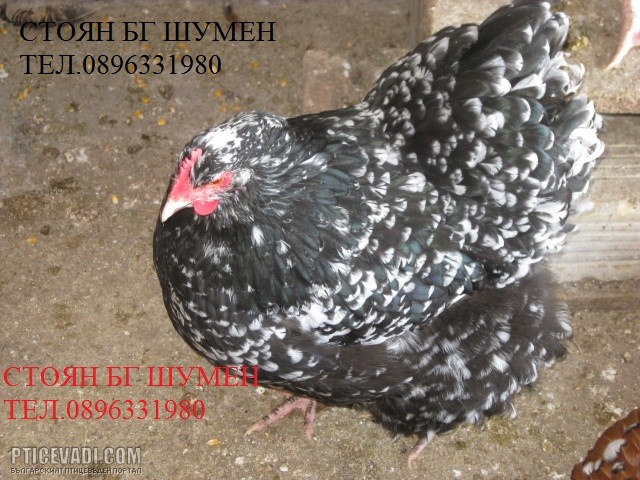 Снимка на гълъб
