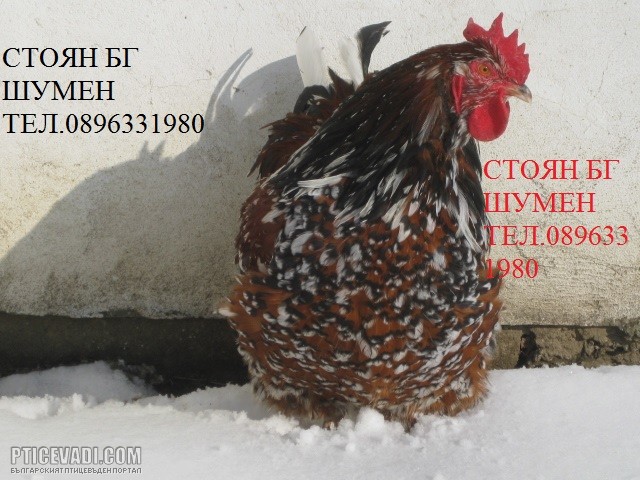 Снимка на гълъб