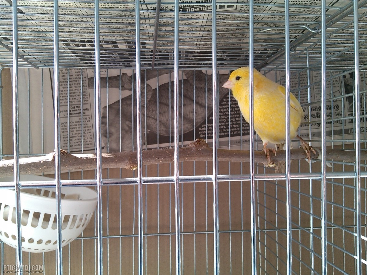Снимка на гълъб