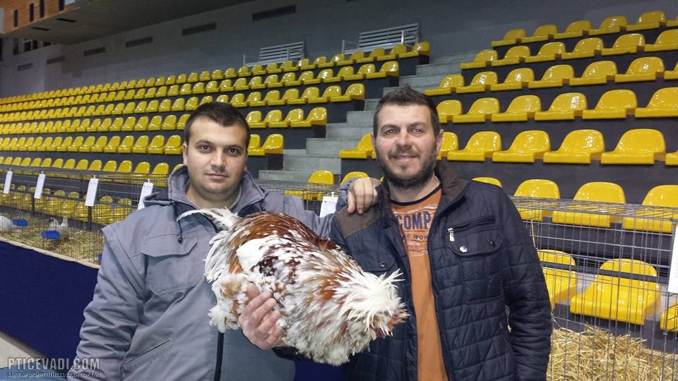 Снимка на гълъб