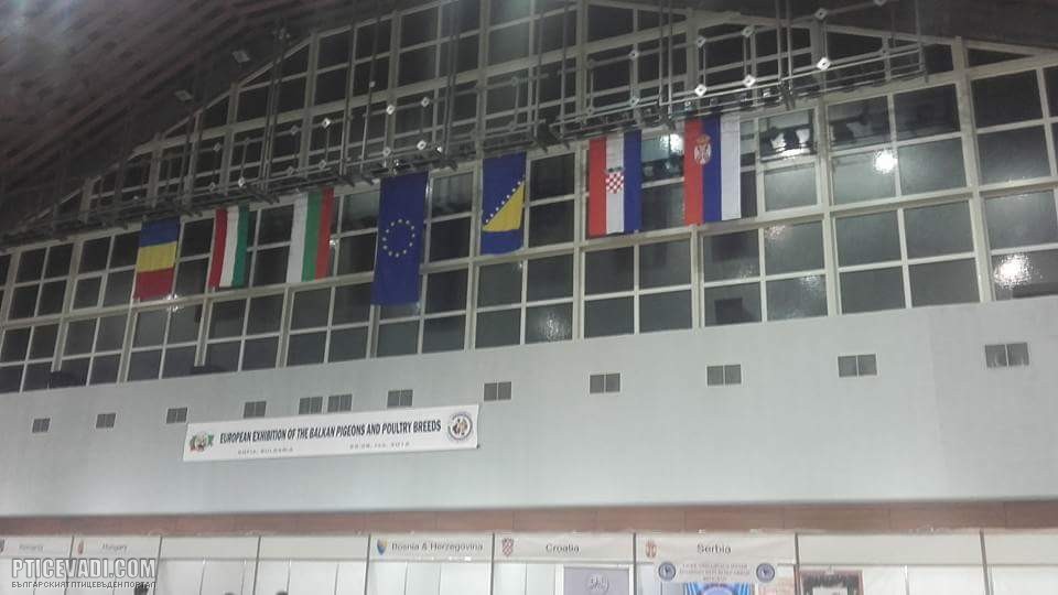 Снимка на гълъб