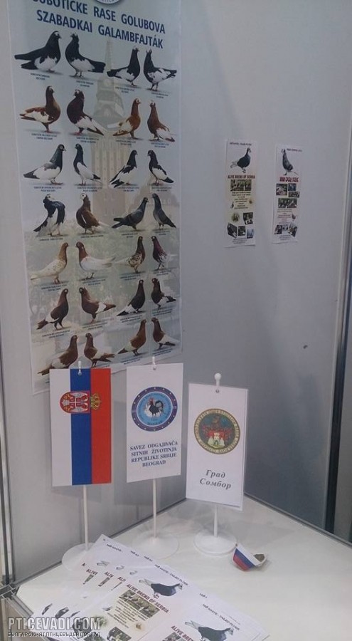 Снимка на гълъб