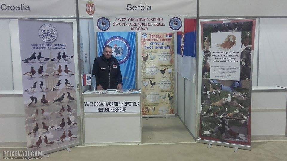 Снимка на гълъб
