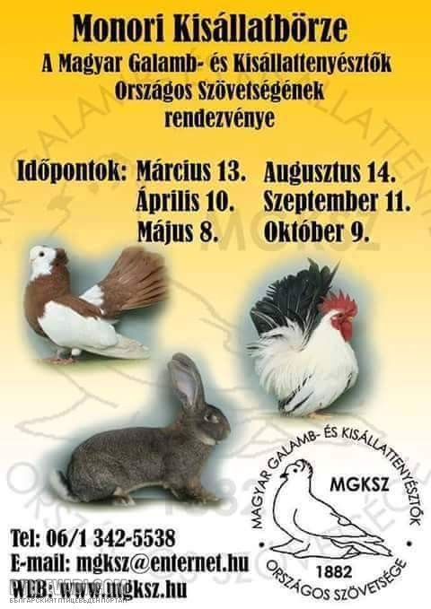 Снимка на гълъб