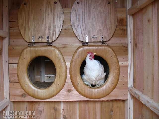 Снимка на гълъб