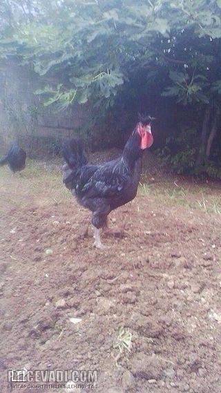 Снимка на гълъб