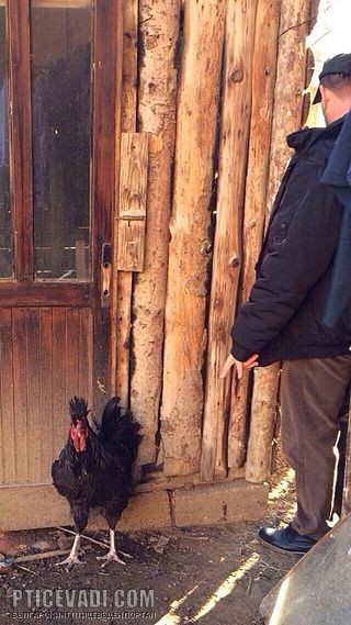 Снимка на гълъб
