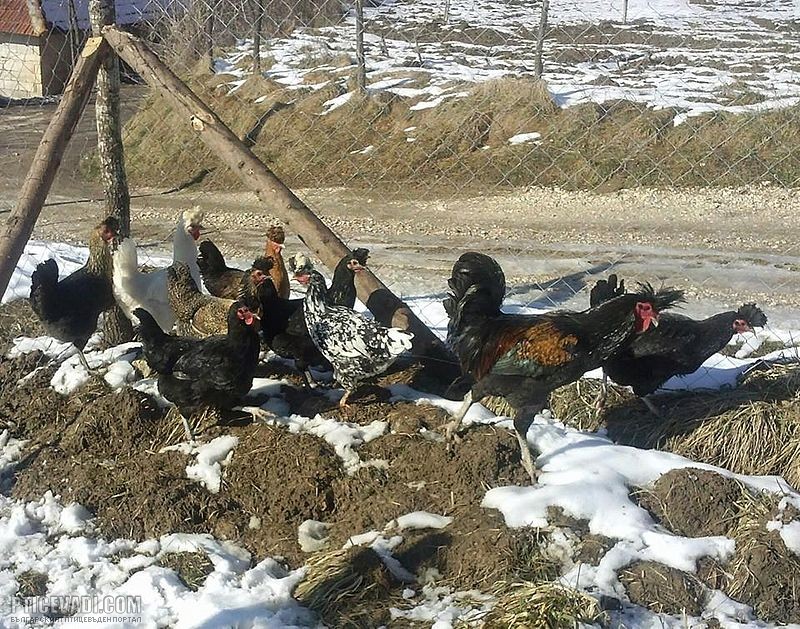 Снимка на гълъб