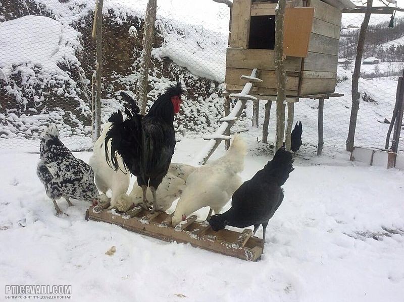 Снимка на гълъб