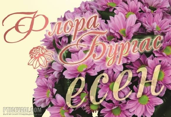 Снимка на гълъб