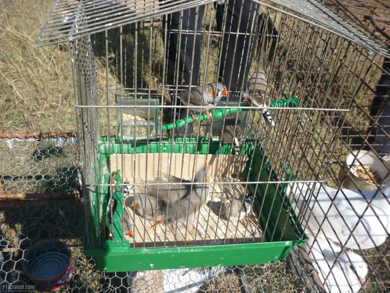 Снимка на гълъб
