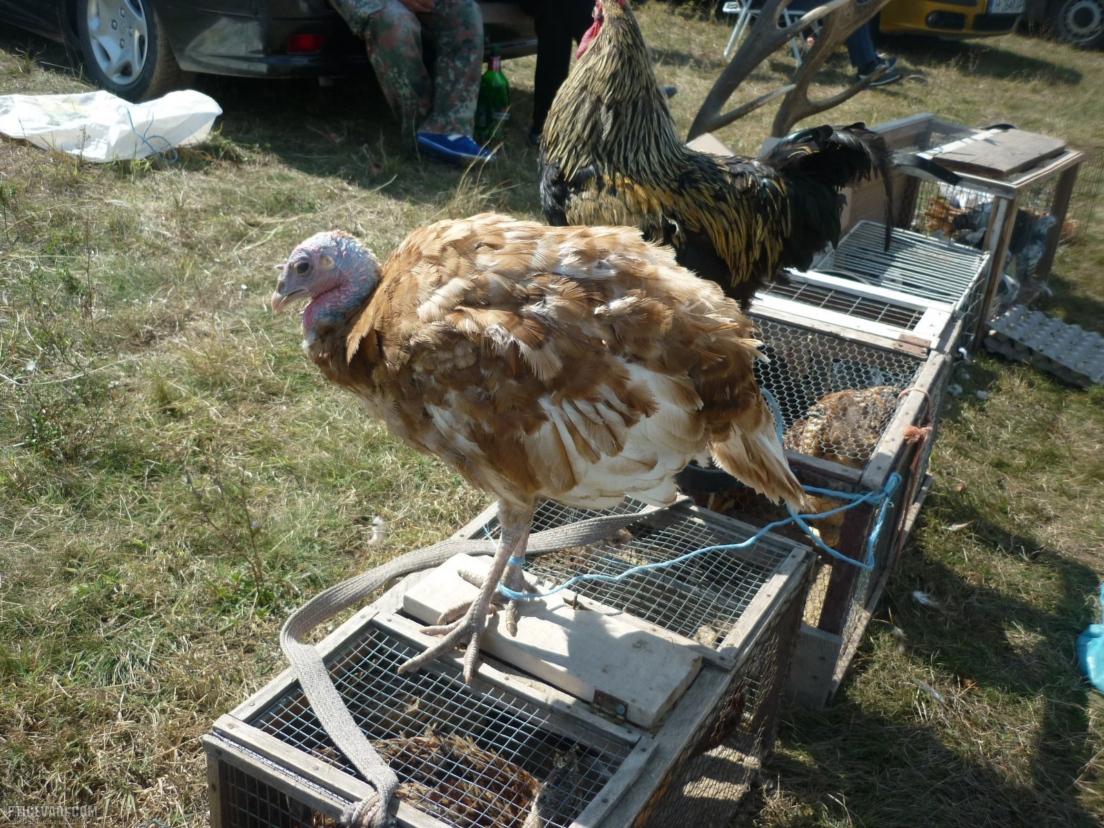 Снимка на гълъб
