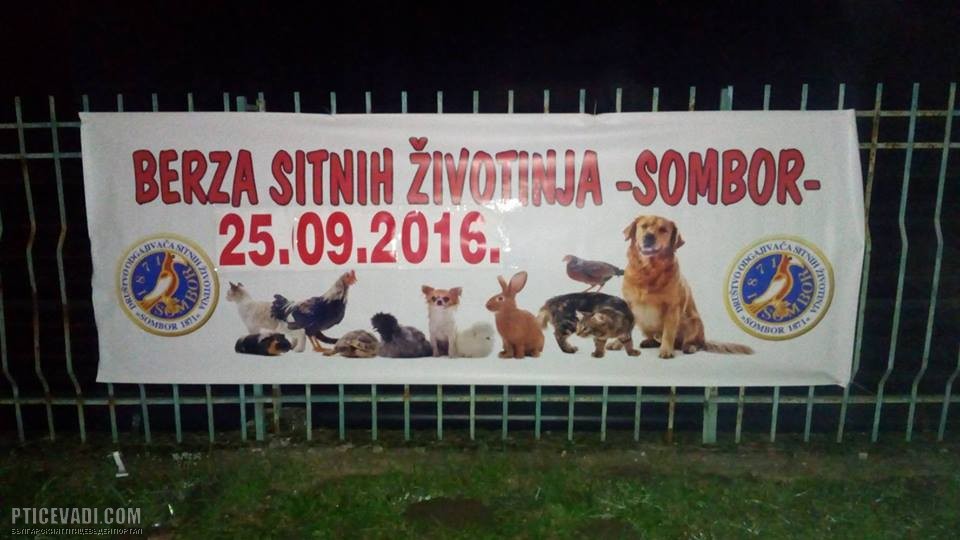 Снимка на гълъб