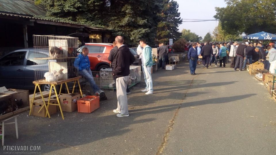 Снимка на гълъб