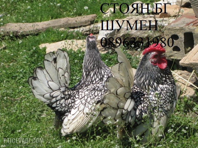 Снимка на гълъб