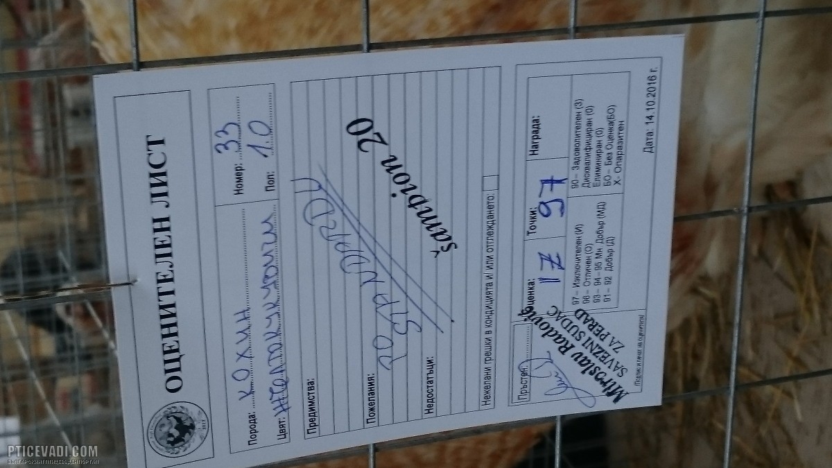 Снимка на гълъб