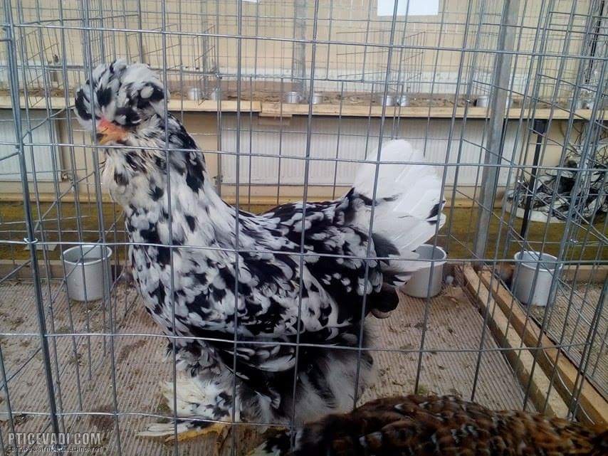 Снимка на гълъб