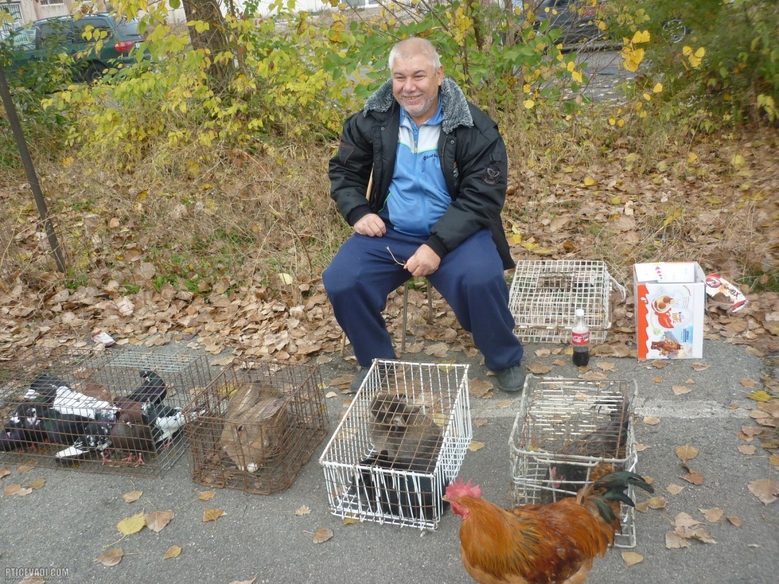 Снимка на гълъб