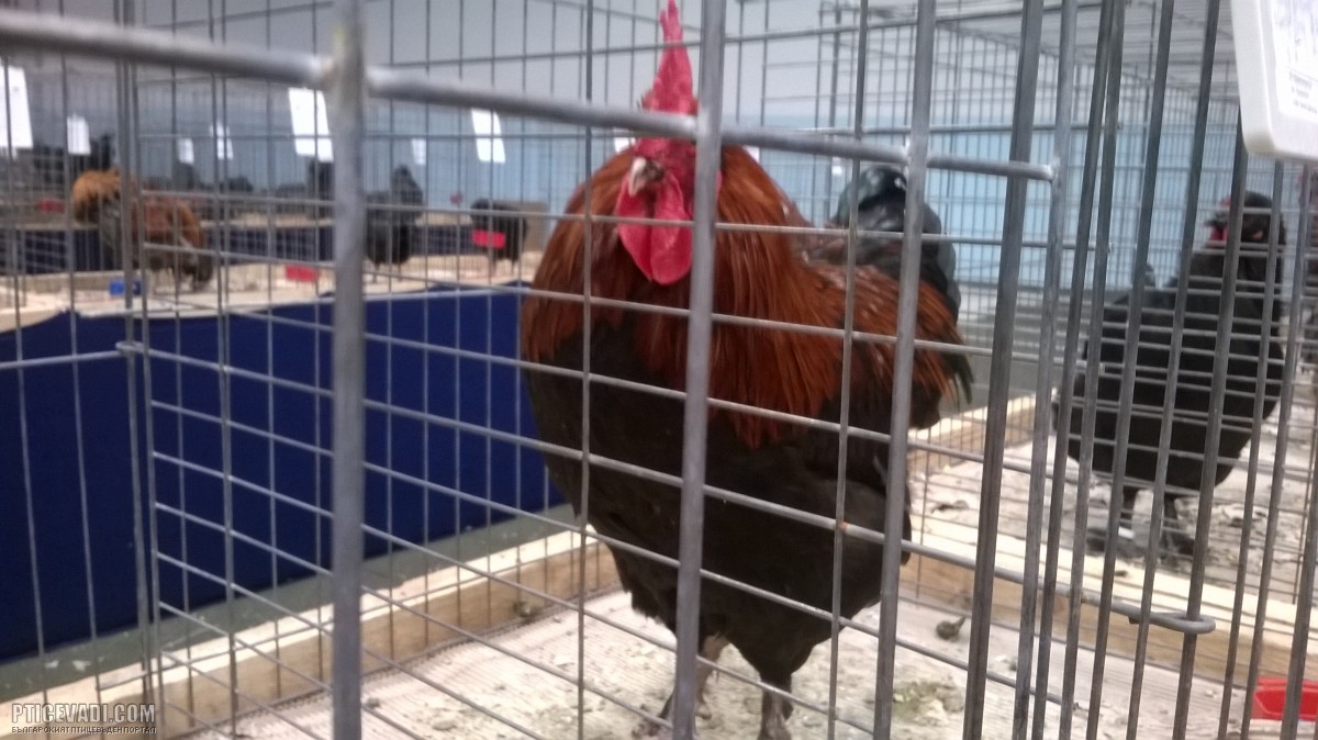 Снимка на гълъб