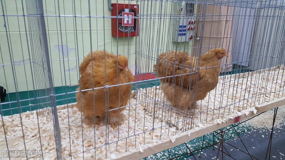 Снимка на гълъб