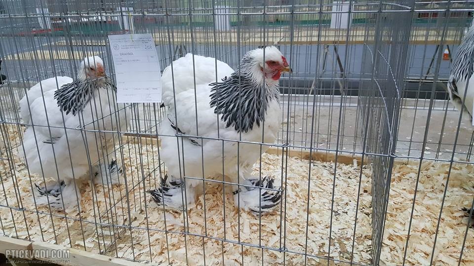 Снимка на гълъб