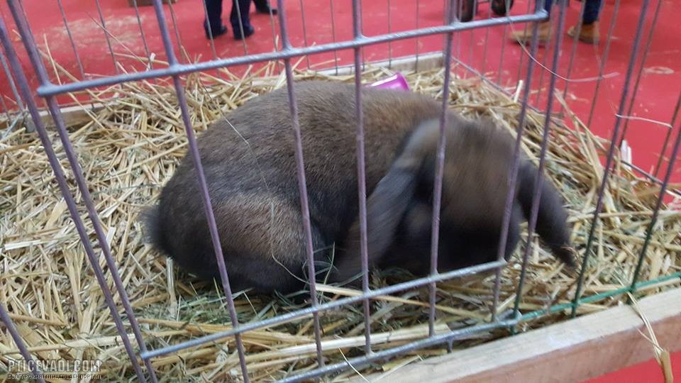Снимка на гълъб