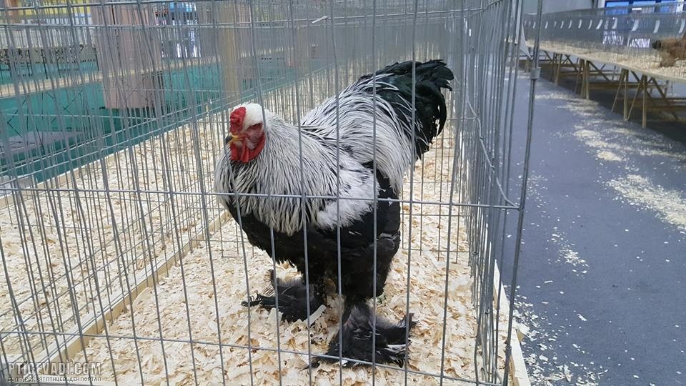 Снимка на гълъб