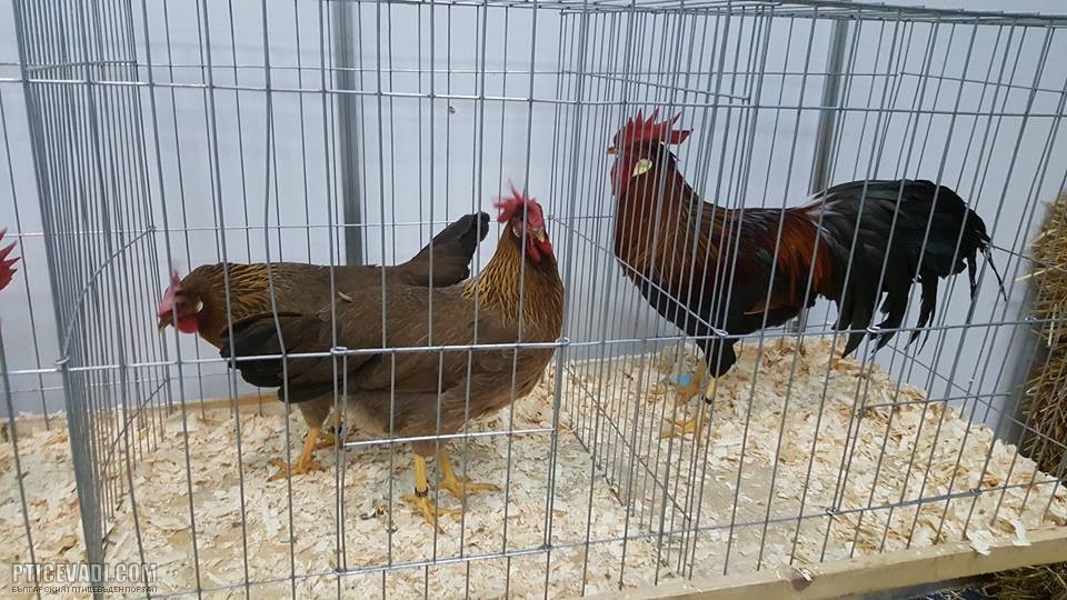 Снимка на гълъб