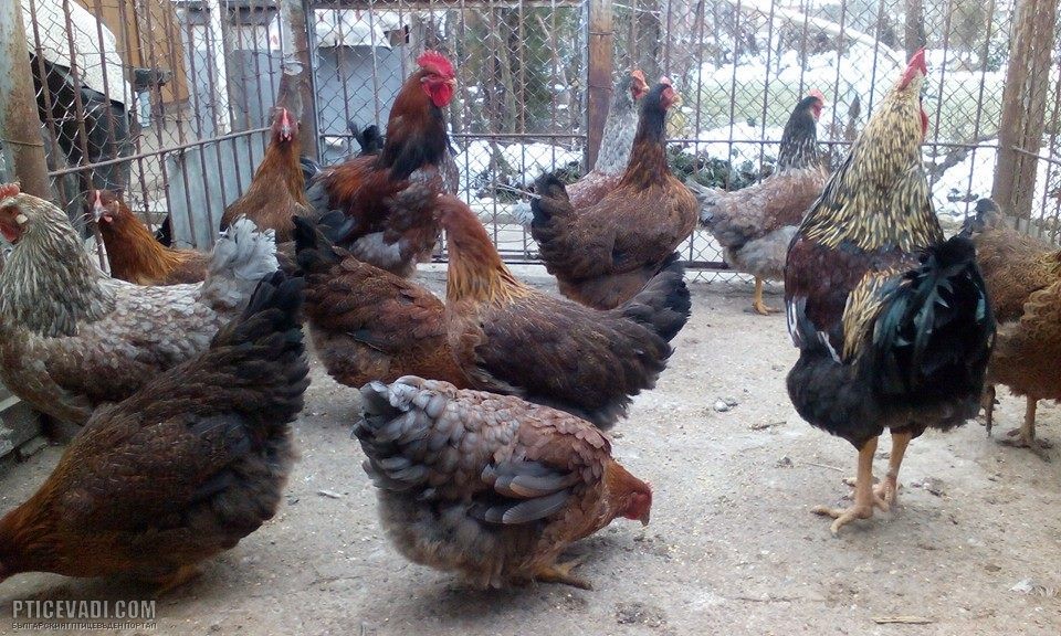 Снимка на гълъб