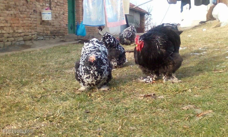 Снимка на гълъб