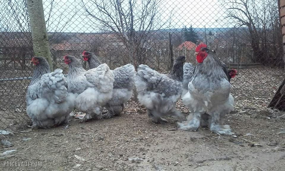 Снимка на гълъб