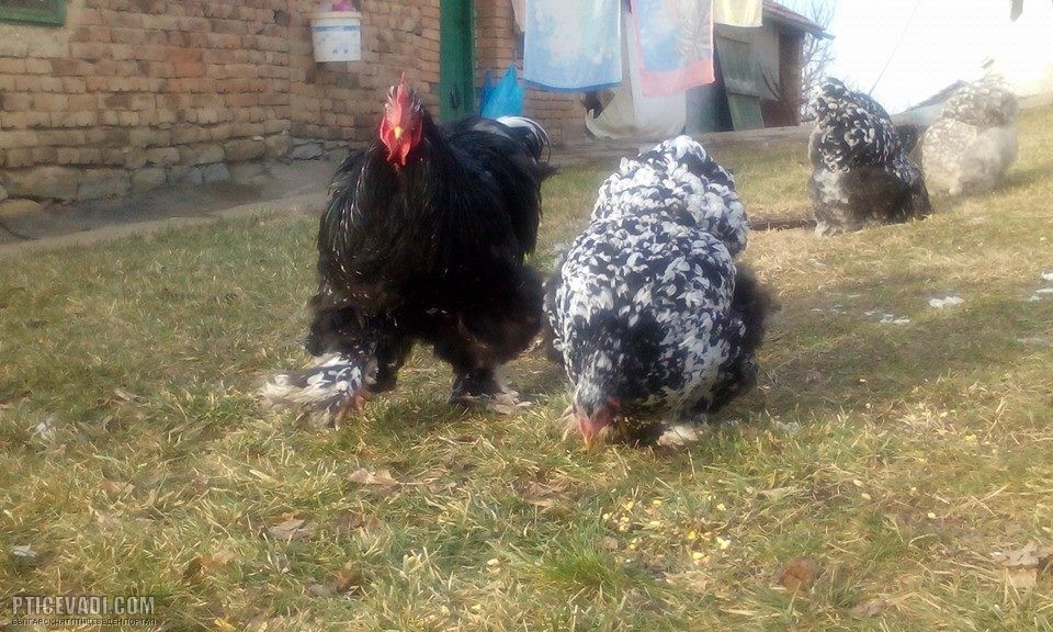 Снимка на гълъб