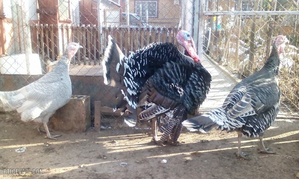 Снимка на гълъб