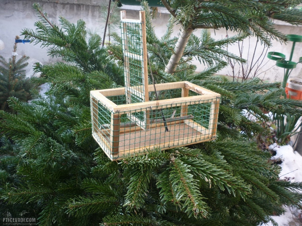 Снимка на гълъб