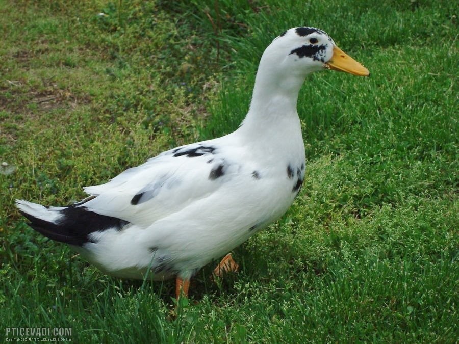 Снимка на гълъб