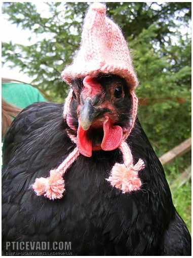 Снимка на гълъб
