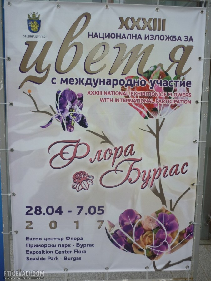 Снимка на гълъб